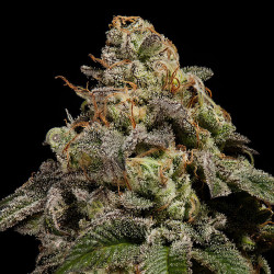 OMG de Ripper Seeds