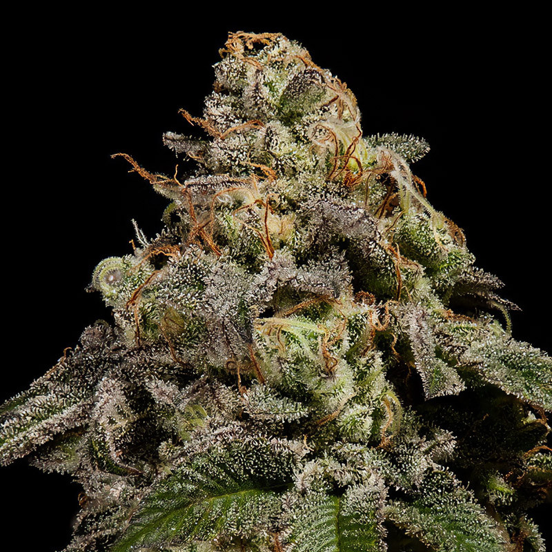 OMG Strain - Ripper Seeds OMG Strain - Ripper Seeds