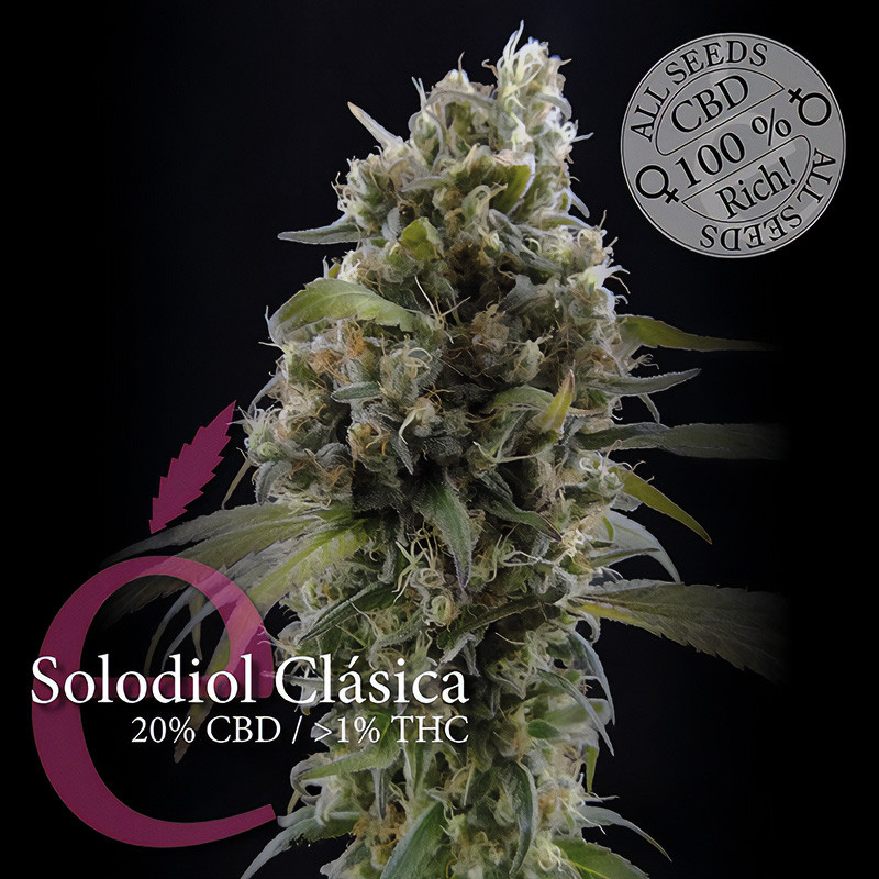 Solodiol Classic CBD - Elite Seeds Solodiol Classic CBD - Elite Seeds