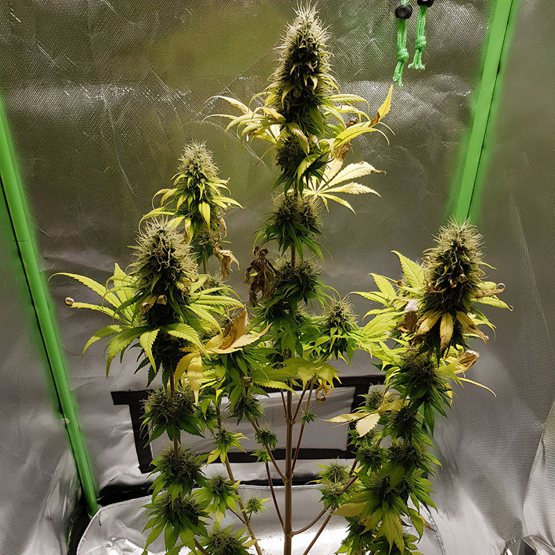 2046 Strain - Medical Seeds 2046 Strain - Medical Seeds