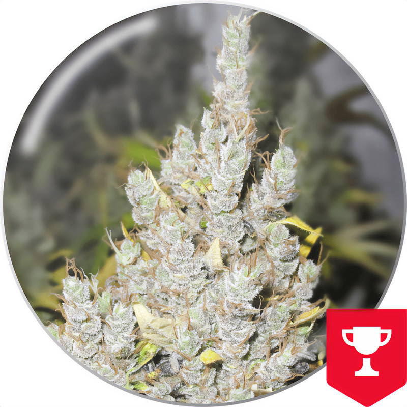 2046 Strain - Medical Seeds 2046 Strain - Medical Seeds
