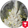 2046 Strain - Medical Seeds