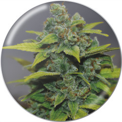 Banana Zkittlez de Medical Seeds