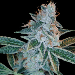 Lemon OG Kush Strain - DNA Genetics