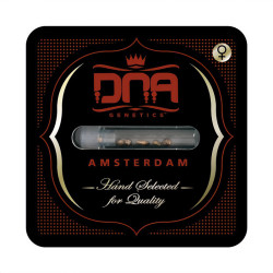 Lemon OG Kush de DNA Genetics