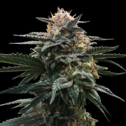 Blood Orange Sorbet de DNA Genetics