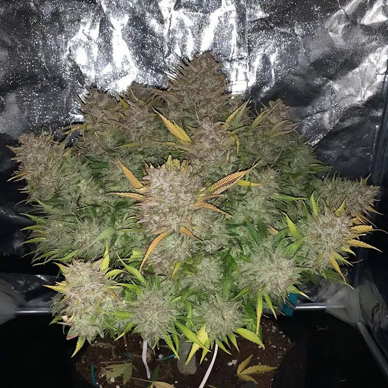 Syrup Banner XXL Auto - MDLG Seeds Syrup Banner XXL Auto - MDLG Seeds