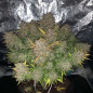 Syrup Banner XXL Auto - MDLG Seeds Syrup Banner XXL Auto - MDLG Seeds