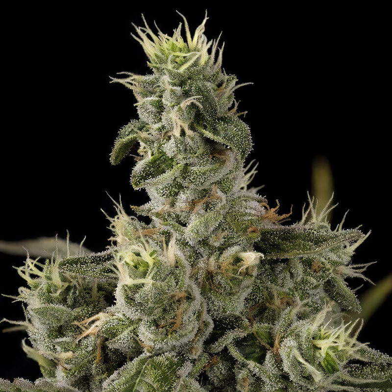 Nicole Kush Strain - Garden of Green
