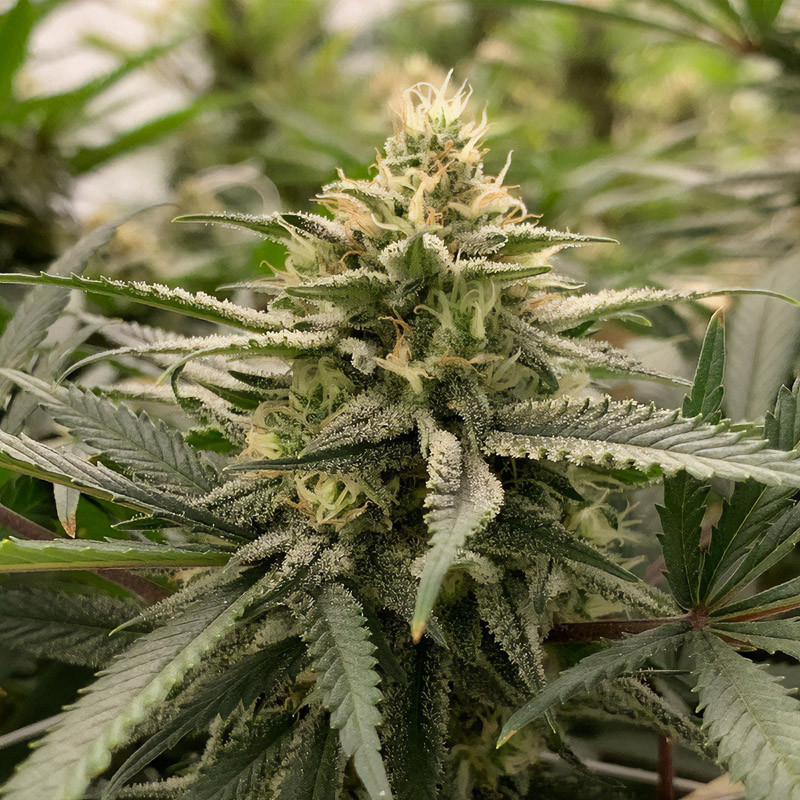 Nicole Kush Strain - Garden of Green
