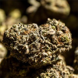 Fleurs de Black Cherry Cake CBD