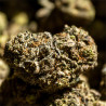 Fleurs de Black Cherry Cake CBD
