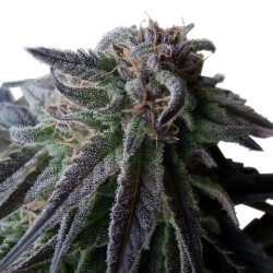 Trichromes de la Special Queen 1 de Royal Queen Seeds