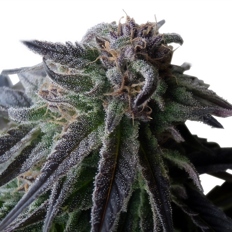 Special Queen 1 Strain - Royal Queen Seeds