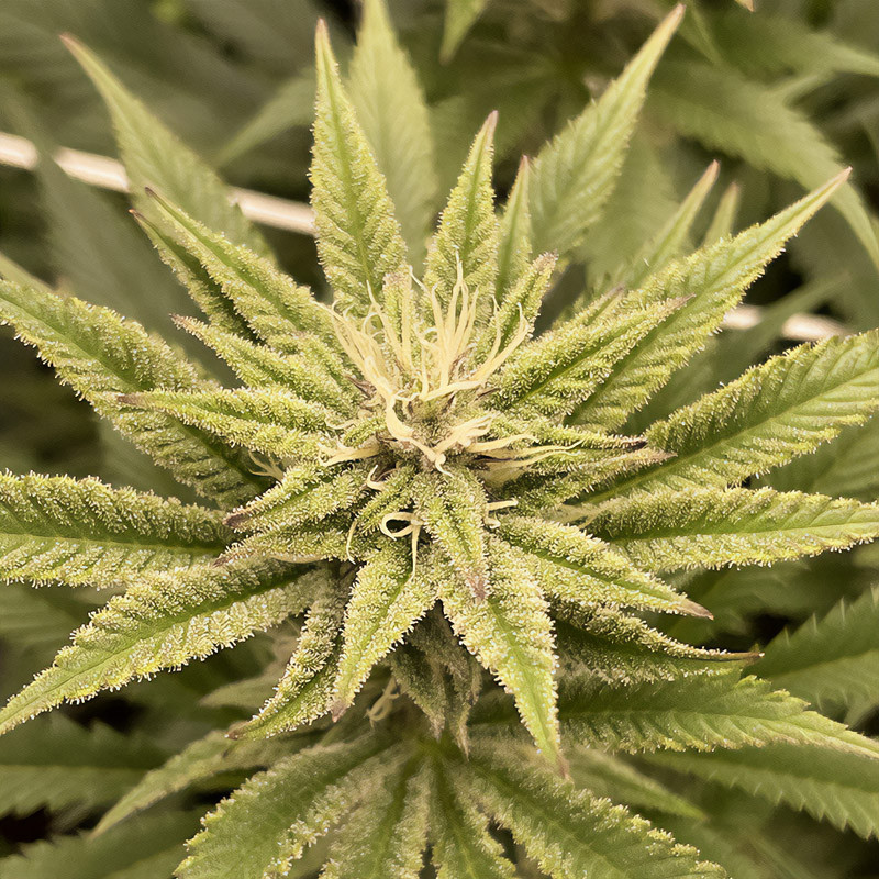 Special Queen 1 Strain - Royal Queen Seeds