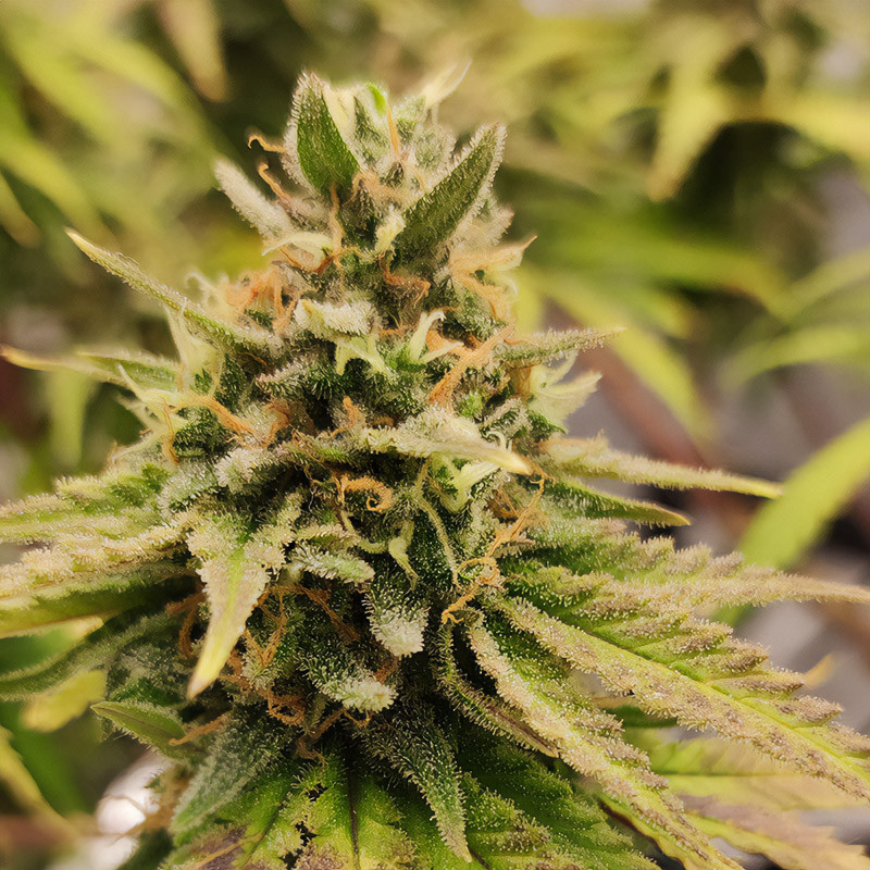 Somango XL - Royal Queen Seeds