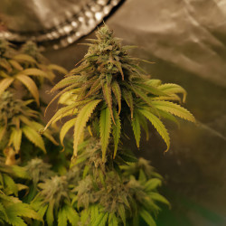 Royal Gorilla de Royal Queen Seeds