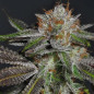 Syrup Banner XXL Auto - MDLG Seeds Syrup Banner XXL Auto - MDLG Seeds