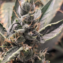 Bud de Northern Lights Auto de Royal Queen Seeds