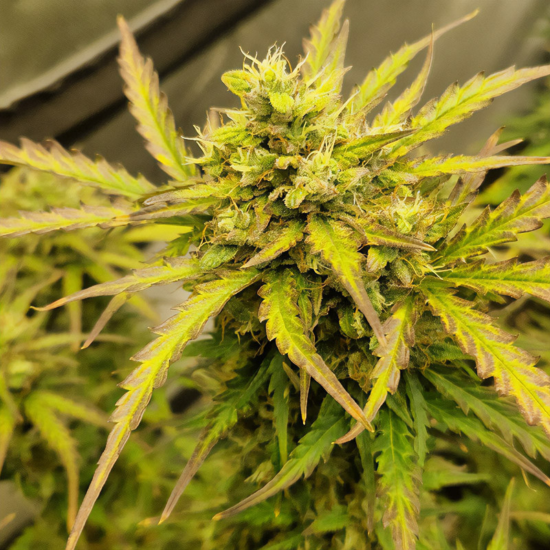 Northern Lights Auto - Royal Queen Seeds Northern Lights Auto - Royal Queen Seeds