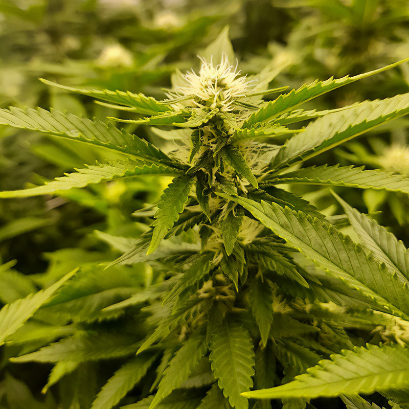 Skunk XL Strain - Royal Queen Seeds Skunk XL Strain - Royal Queen Seeds