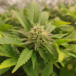 Plant de Skunk XL de Royal Queen Seeds en intérieur