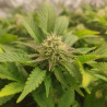 Skunk XL Strain - Royal Queen Seeds