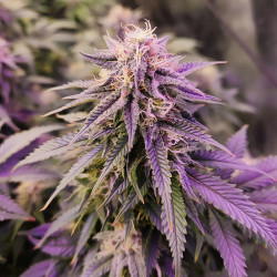Tête de Critical de Royal Queen Seeds