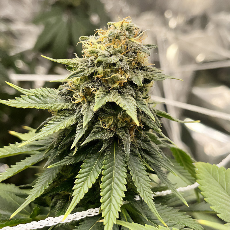 Critical - Royal Queen Seeds Critical - Royal Queen Seeds