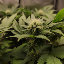 Plant de Special Kush 1 de Royal Queen Seeds