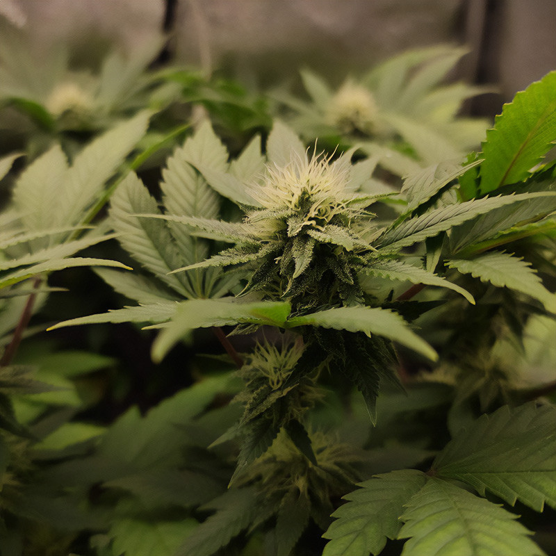 Special Kush 1 Strain - Royal Queen Seeds
