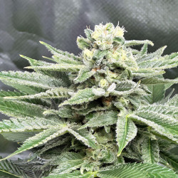 Plant en floraison de Special Kush 1 de Royal Queen Seeds