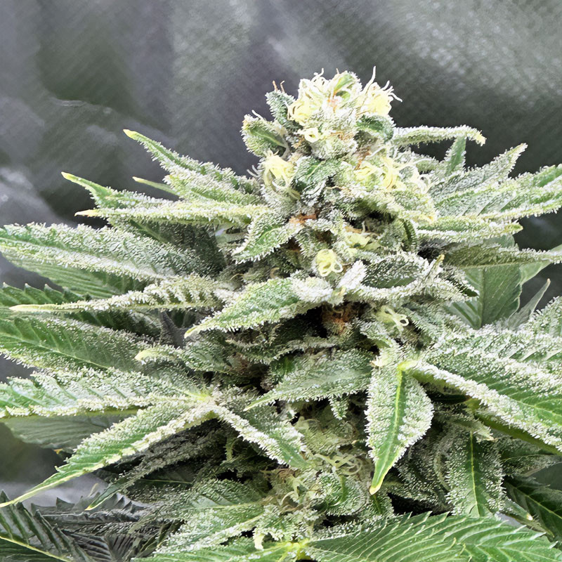 Special Kush 1 Strain - Royal Queen Seeds