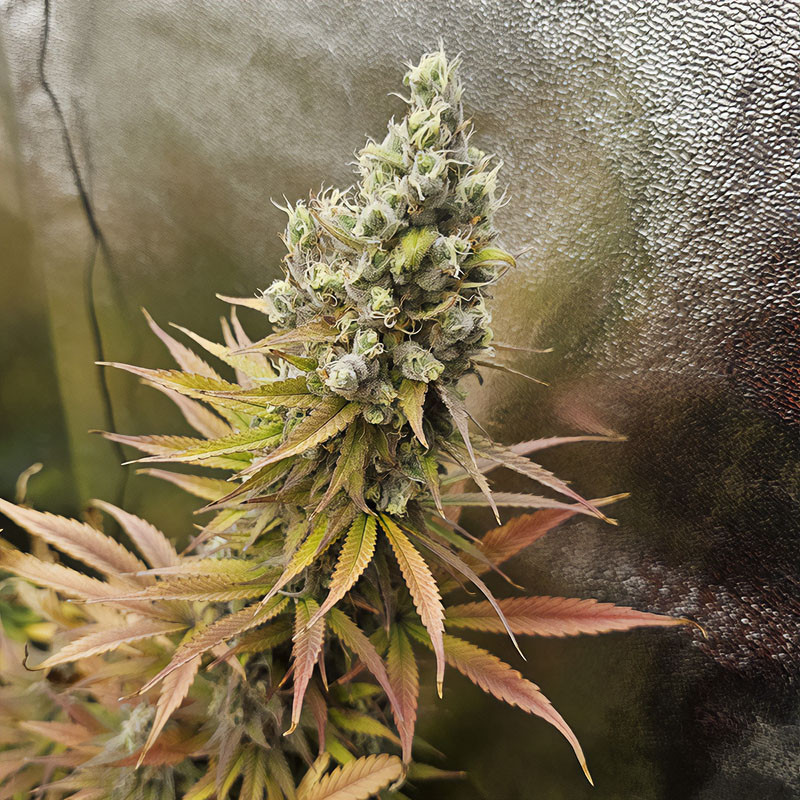Bubblegum XL Strain - Royal Queen Seeds