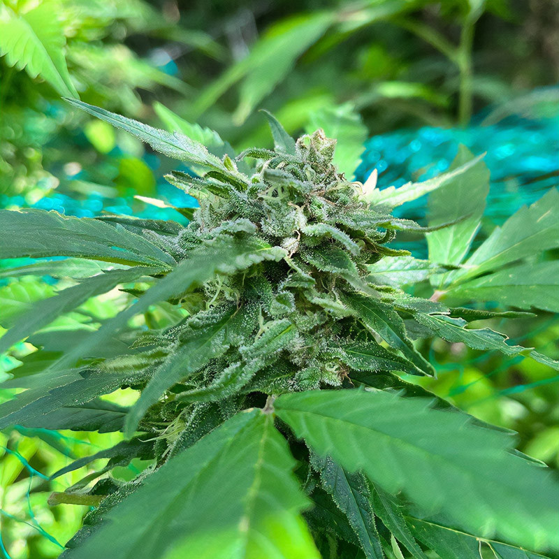 Bubblegum XL Strain - Royal Queen Seeds