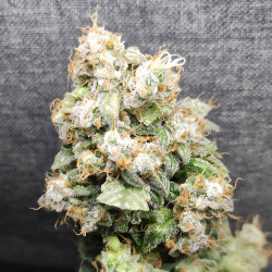 Récolte de la Kali Dog de Royal Queen Seeds