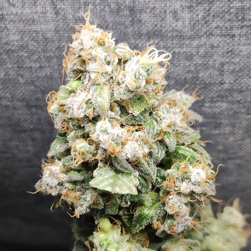 Kali Dog Strain - Royal Queen Seeds