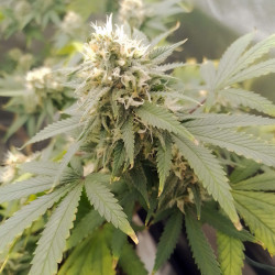 Honey Cream Fast Version de Royal Queen Seeds en intérieur