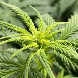 Pineapple Kush de Royal Queen Seeds