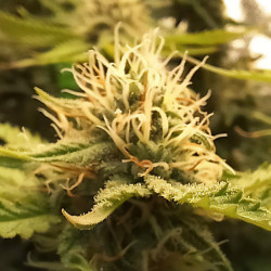 Candy Kush Express Fast Version de Royal Queen Seeds en intérieur