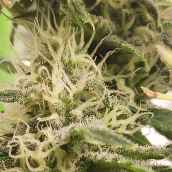 Candy Kush Express Fast Version de Royal Queen Seeds en extérieur