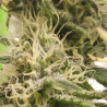 Candy Kush Express Fast Version Strain - Royal Queen Seeds