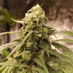 Chocolate Haze de Royal Queen Seeds en intérieur