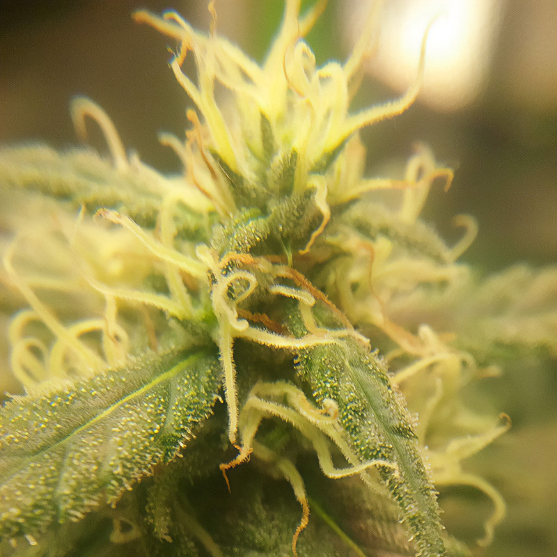 Chocolate Haze Strain - Royal Queen Seeds