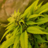 Fat Banana Strain - Royal Queen Seeds
