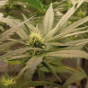 Fat Banana Strain - Royal Queen Seeds