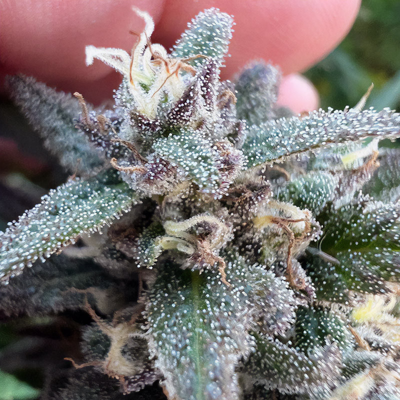 HulkBerry Strain - Royal Queen Seeds