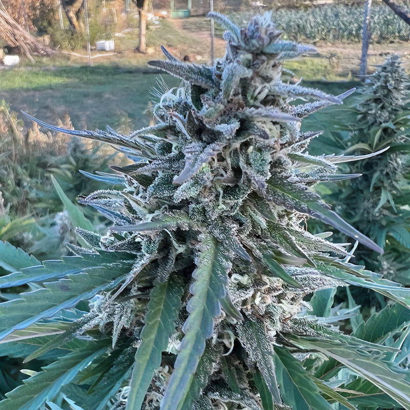 HulkBerry Strain - Royal Queen Seeds