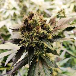 Green Gelato de Royal Queen Seeds en extérieur