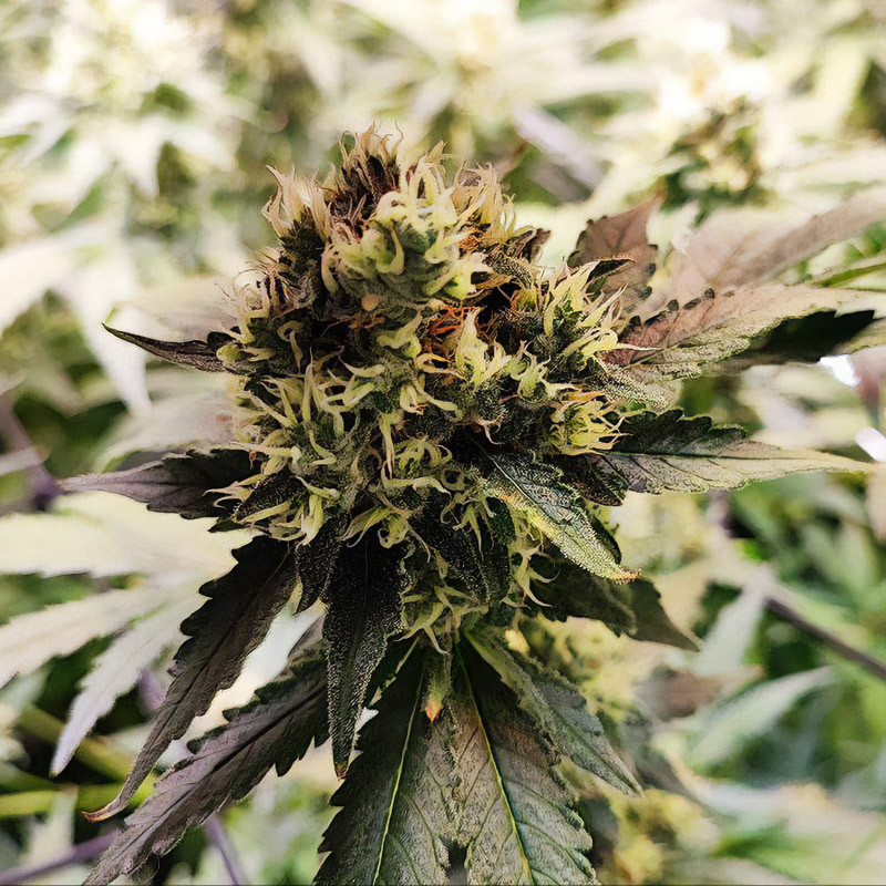 Green Gelato Strain - Royal Queen Seeds